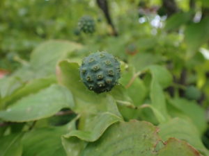 ヤマボウシ　果実